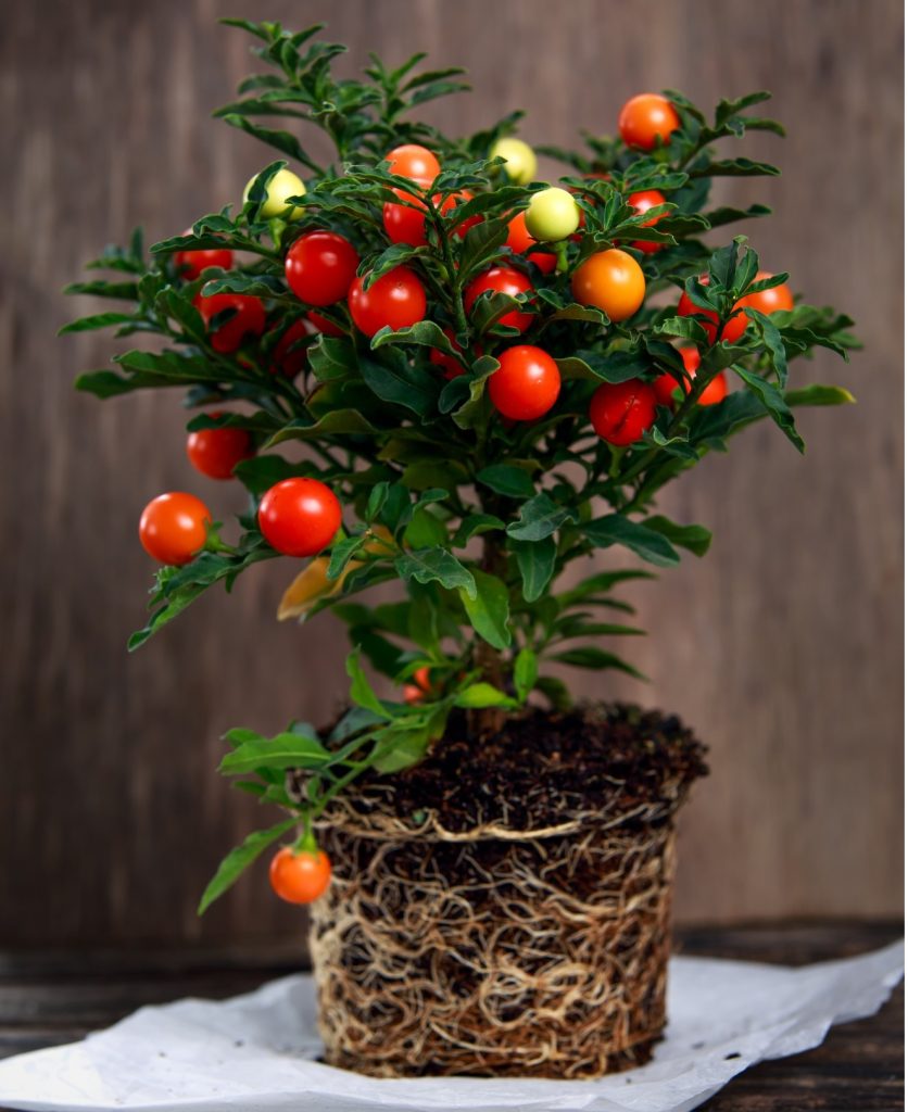 SOLANUM – MARUL DRAGOSTEI.