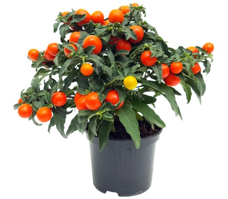 SOLANUM – MARUL DRAGOSTEI.