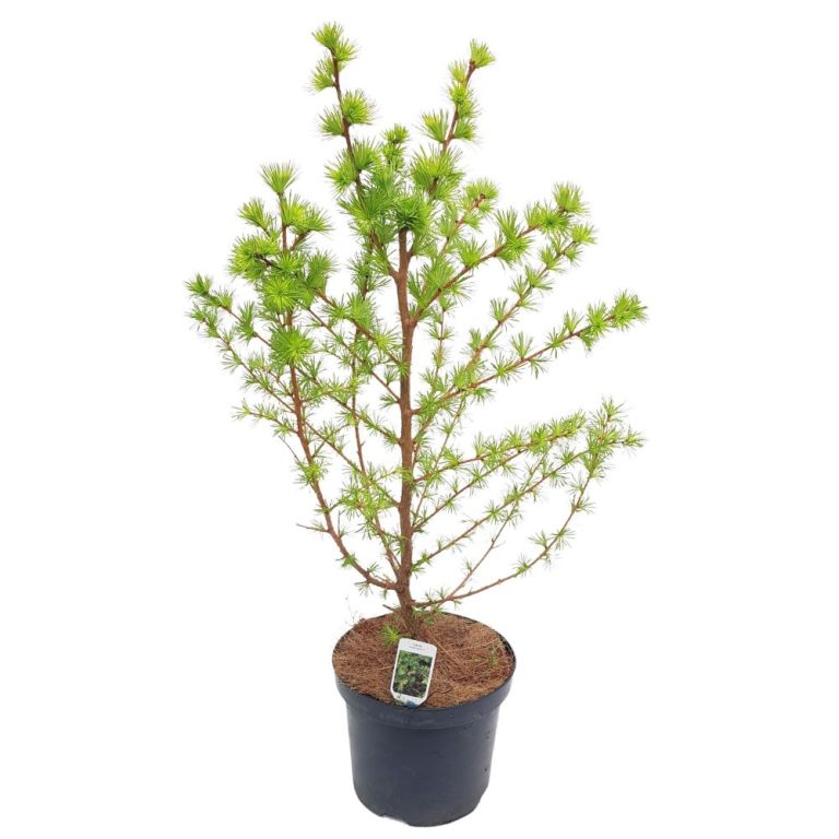 Larix Kaempferi, conifer decorativ in ghiveci