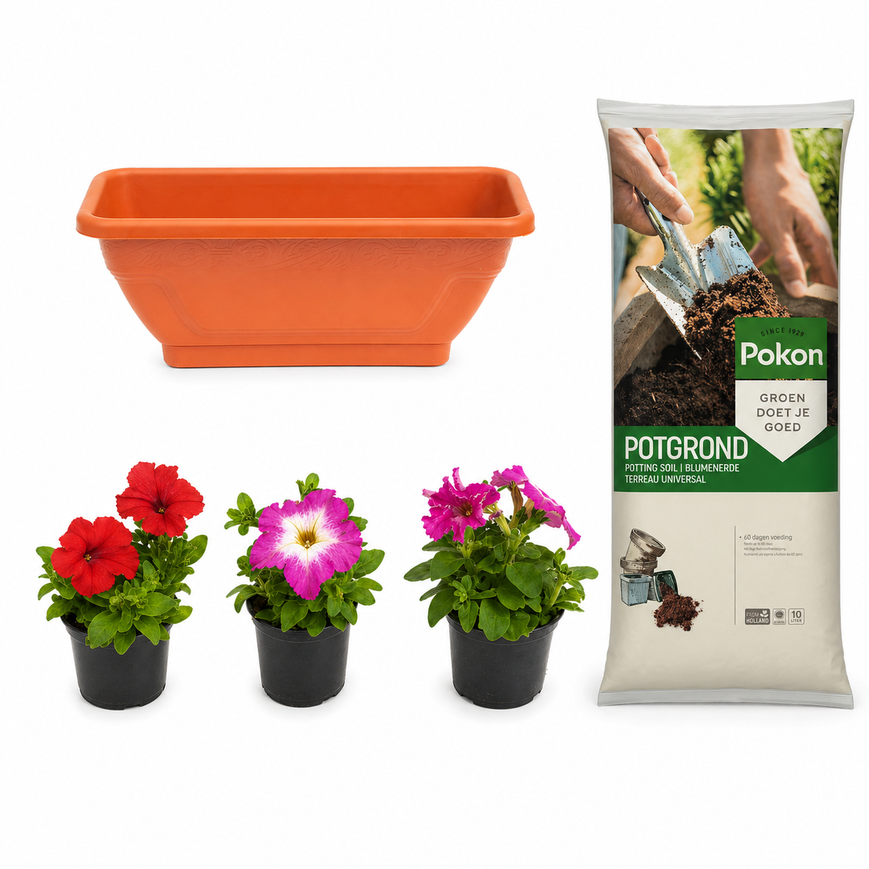 pachet petunia cu jardiniera