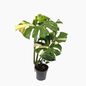 Monstera Thai Constellation - planta intreaga in ghiveci, vedere din fata