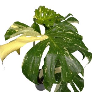 Monstera Thai Constellation - detaliu frunza noua cu pata crem solida