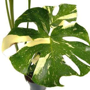 Monstera Thai Constellation - detaliu frunza matura cu fenestratii si marmorare