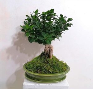 Ghiveci ceramic Bonsai 19 cm, verde - imagine 2