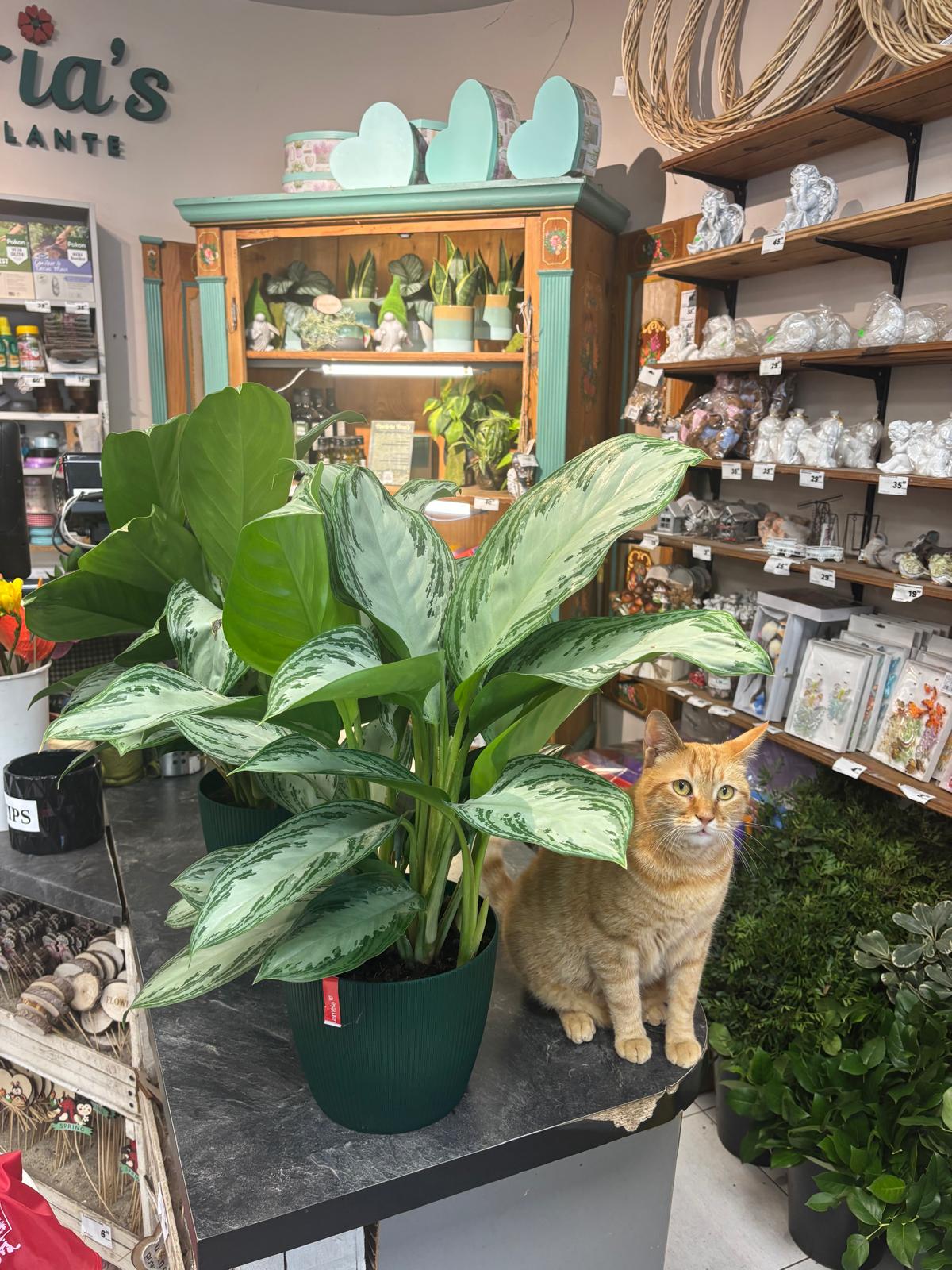 Aglaonema cu frunze argintii și verzi, alături de o pisică în magazinul Florăria Trias