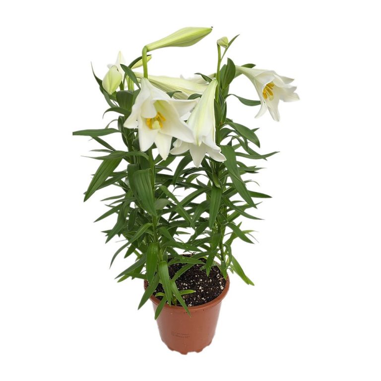 Lilium Longiflorum, crin alb în ghiveci maro, cu flori albe deschise și boboci